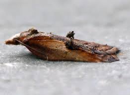 Attēlu rezultāti vaicājumam “Acleris cristana”