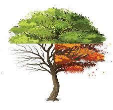 Attēlu rezultāti vaicājumam “Fagus sylvatica fo. laciniata”