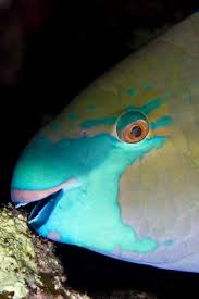 Image result for Chlorurus sordidus