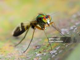 Attēlu rezultāti vaicājumam “Dolichopodidae”