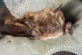 Attēlu rezultāti vaicājumam “Myotis dasycneme”