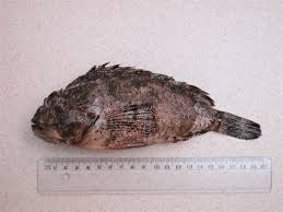 Image result for Scorpaena porcus