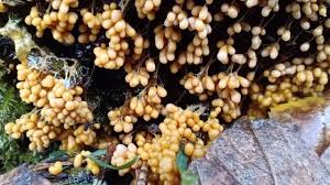 Attēlu rezultāti vaicājumam “Badhamia utricularis young”