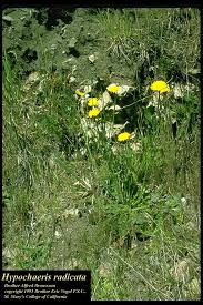 Attēlu rezultāti vaicājumam “Hypochaeris radicata”