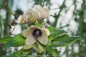 Attēlu rezultāti vaicājumam “Hyoscyamus niger flower”
