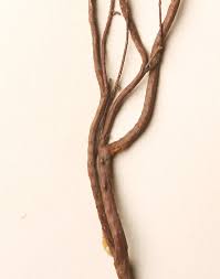 Attēlu rezultāti vaicājumam “Erica tetralix leaf”