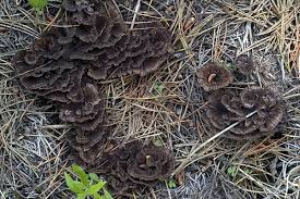 Attēlu rezultāti vaicājumam “Thelephora terrestris”