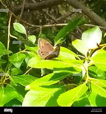 Attēlu rezultāti vaicājumam “Lopinga achine underside”