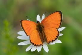 Attēlu rezultāti vaicājumam “Lycaena virgaureae male”