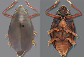 Attēlu rezultāti vaicājumam “Gyrinidae”