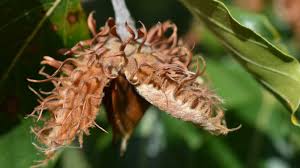Attēlu rezultāti vaicājumam “Fagus sylvatica fruit”