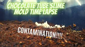 Attēlu rezultāti vaicājumam “Stemonitis pallida var. rubescens stalked”