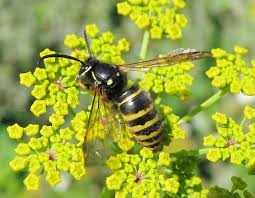 Attēlu rezultāti vaicājumam “Vespula rufa”