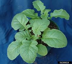 Attēlu rezultāti vaicājumam “Sinapis arvensis leaf”