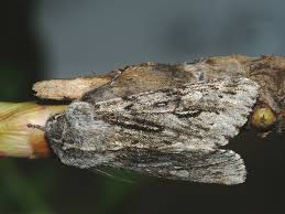 Attēlu rezultāti vaicājumam “Brachionycha nubeculosa”