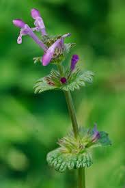 Attēlu rezultāti vaicājumam “Lamium amplexicaule flower”