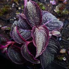 Attēlu rezultāti vaicājumam “Phronia sp.”