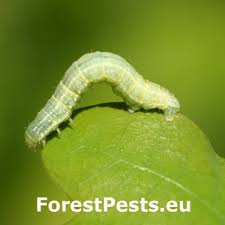 Attēlu rezultāti vaicājumam “Archiearis parthenias”