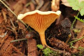 Attēlu rezultāti vaicājumam “Hygrophoropsis aurantiaca”