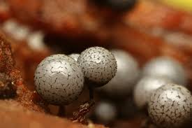 Attēlu rezultāti vaicājumam “Cribraria vulgaris spores”