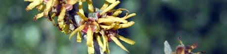 Attēlu rezultāti vaicājumam “Hamamelis mollis flower”