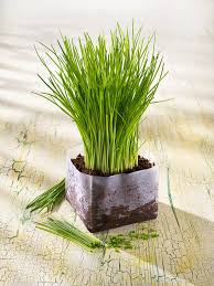 Image result for Schnittlauch