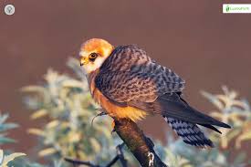 Attēlu rezultāti vaicājumam “Falco vespertinus adult”