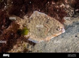 Image result for Pseudopleuronectes americanus