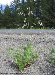 Attēlu rezultāti vaicājumam “Silene tatarica bud”