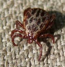 Attēlu rezultāti vaicājumam “Dermacentor reticulatus”