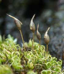 Attēlu rezultāti vaicājumam “Weissia brachycarpa”