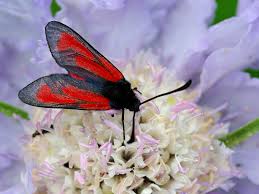 Attēlu rezultāti vaicājumam “Zygaena minos”