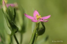 Attēlu rezultāti vaicājumam “Centaurium littorale”