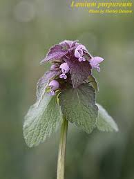 Attēlu rezultāti vaicājumam “Lamium purpureum leaf”