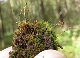Attēlu rezultāti vaicājumam “Dicranella schreberiana sporophyte”