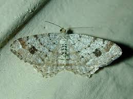 Attēlu rezultāti vaicājumam “Macaria signaria”