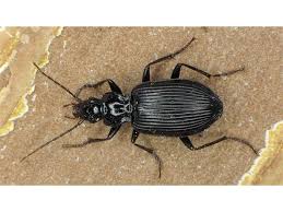 Attēlu rezultāti vaicājumam “Limodromus assimilis”