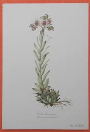 Image result for echtes Hauswurz