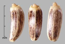 Attēlu rezultāti vaicājumam “Cirsium arvense fruit”