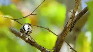 Attēlu rezultāti vaicājumam “Fringilla montifringilla female”