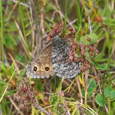 Attēlu rezultāti vaicājumam “Oeneis jutta underside”