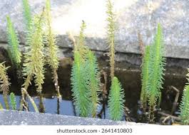 Attēlu rezultāti vaicājumam “Hippuris vulgaris leaf”