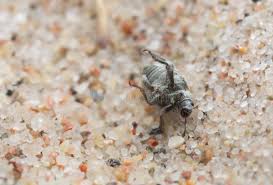 Attēlu rezultāti vaicājumam “Philopedon plagiatum”