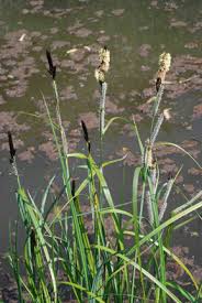 Attēlu rezultāti vaicājumam “Carex acutiformis flower”