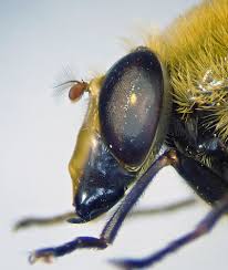 Attēlu rezultāti vaicājumam “Arctophila superbiens”