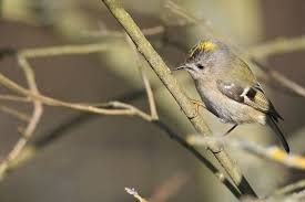 Attēlu rezultāti vaicājumam “Regulus regulus adult”