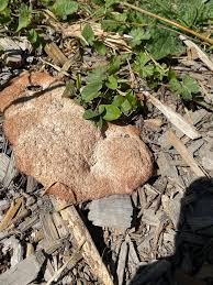 Attēlu rezultāti vaicājumam “Symphytocarpus flaccidus stalked”