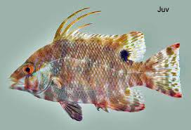 Image result for Lachnolaimus maximus