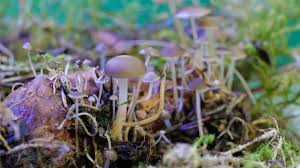 Attēlu rezultāti vaicājumam “Strobilurus esculentus”