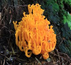 Attēlu rezultāti vaicājumam “Calocera viscosa”